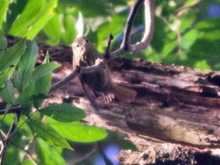 Rufous-tailed Xenops