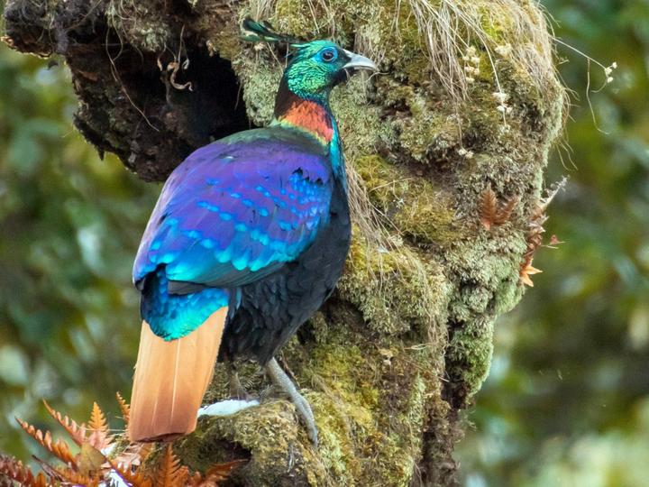 Himalayan Monal