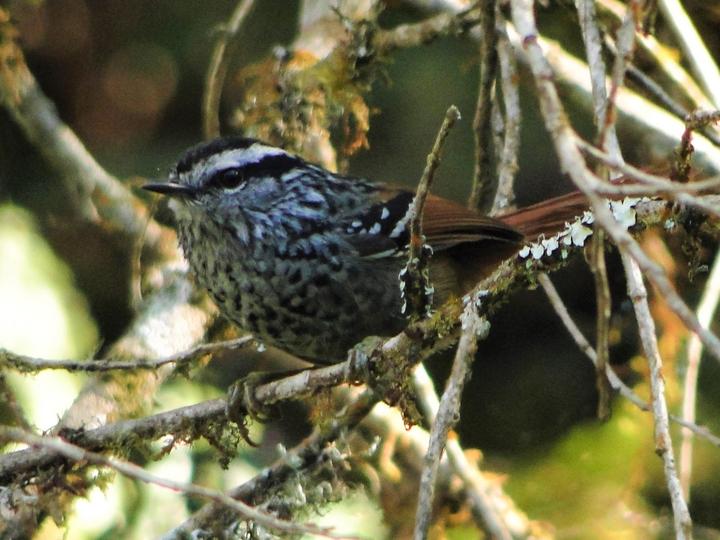 Rufous-tailed Antbird