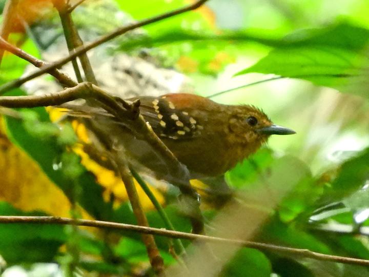 Rufous-tailed Stipplethroat