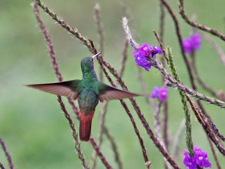 Rufous-tailed Hummingbird