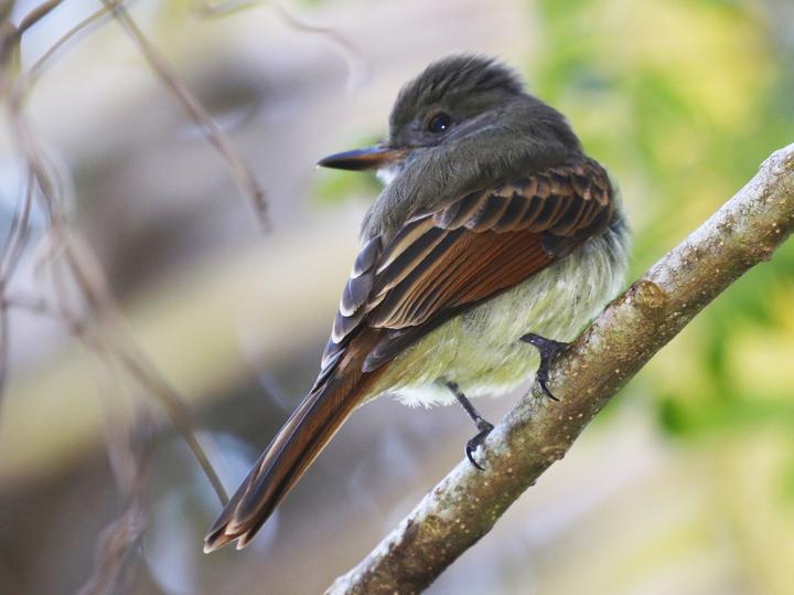 Rufous-tailed Flycatcher