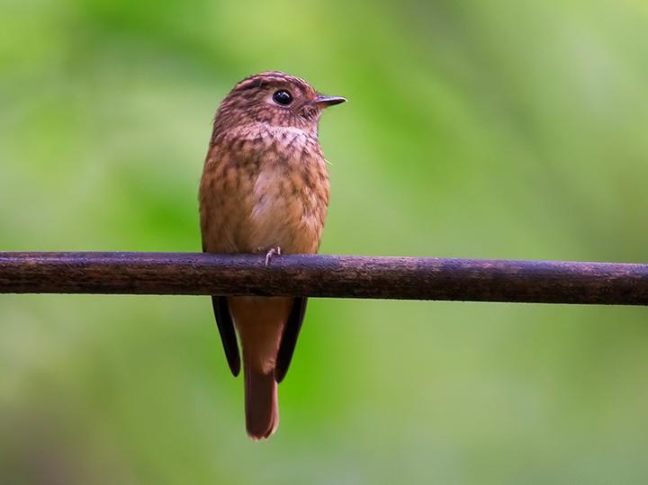Ferruginous Flycatcher