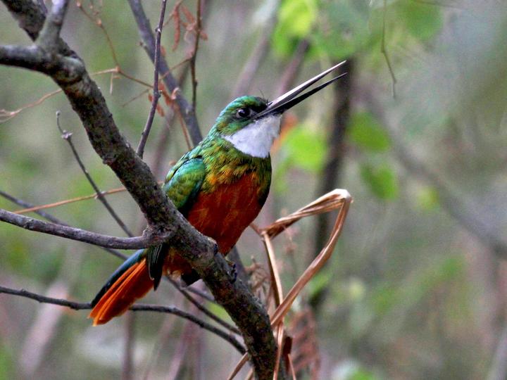 Rufous-tailed Jacamar