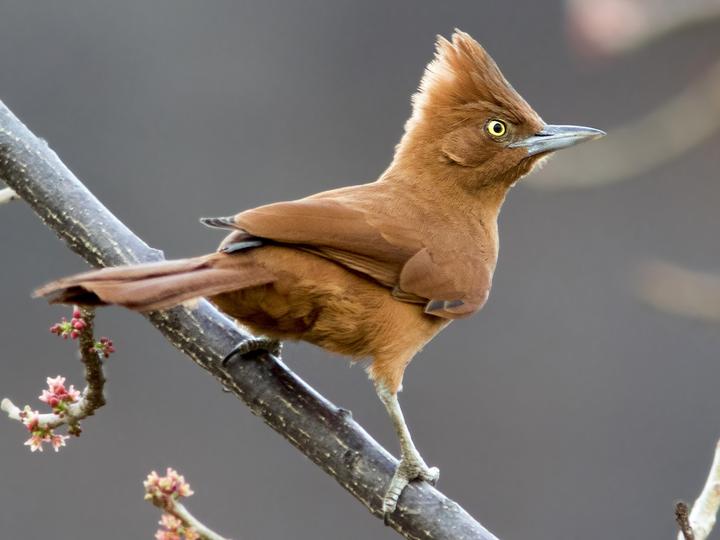 Caatinga Cacholote
