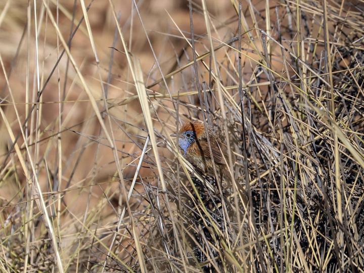 Rufous-crowned Emu-wren