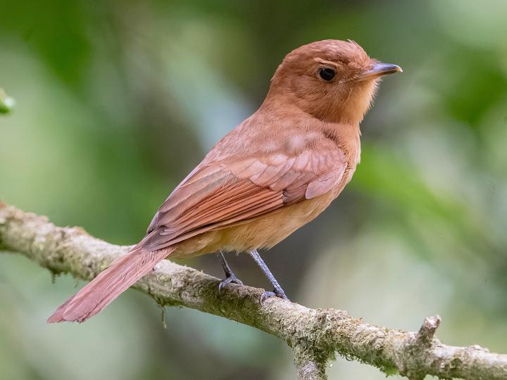 Rufous Mourner
