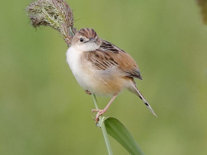 Zitting Cisticola