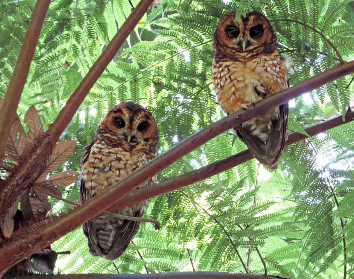 Rufous-banded Owl