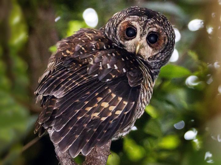 Rufous-legged Owl