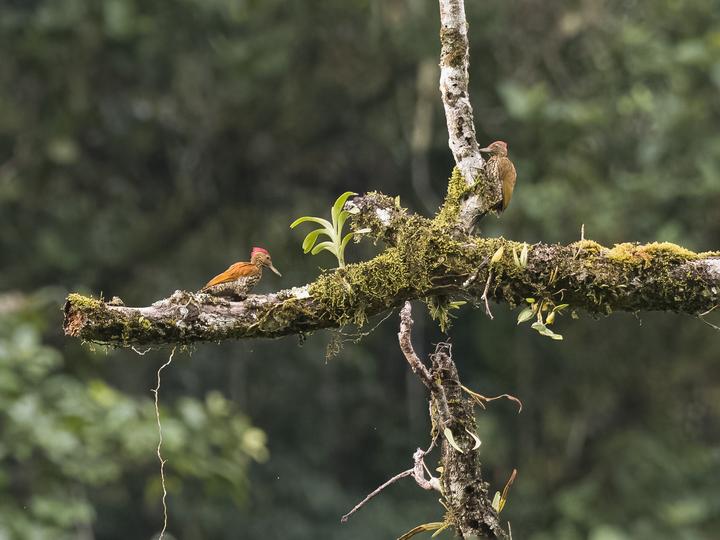 Buff-spotted Flameback