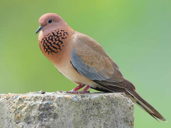 Laughing Dove