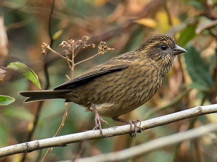 Dark-rumped Rosefinch