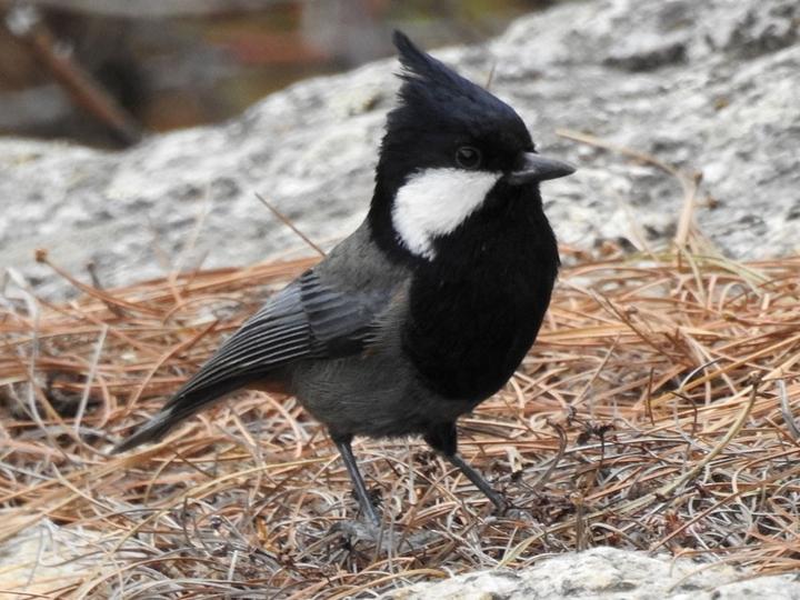 Rufous-naped Tit