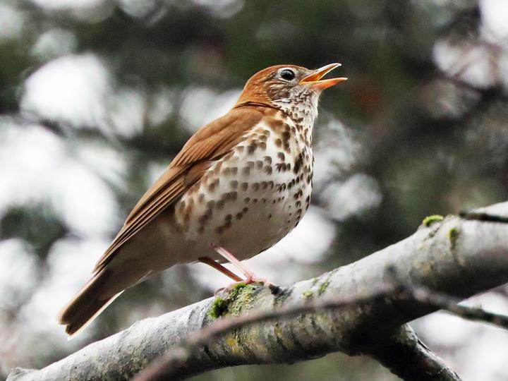 Wood Thrush