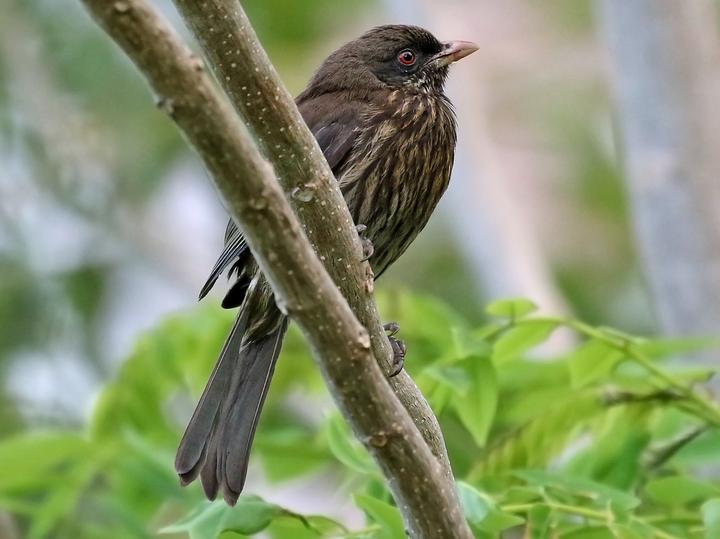 Palmchat