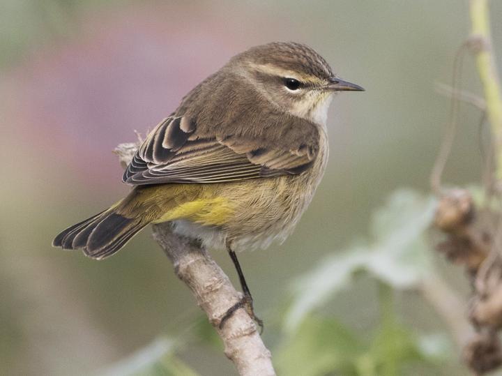Palm Warbler