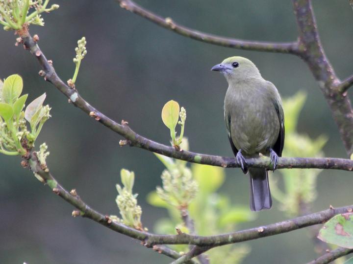 Palm Tanager
