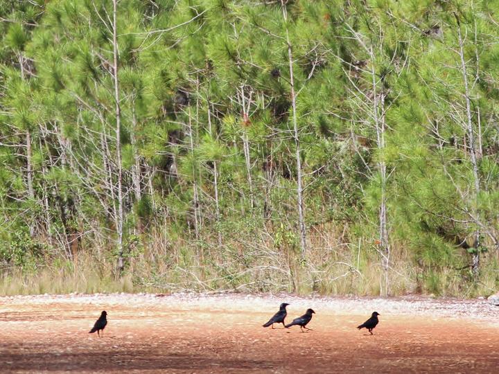 Hispaniolan Palm Crow
