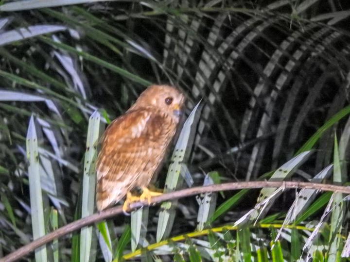 Rufous Fishing Owl