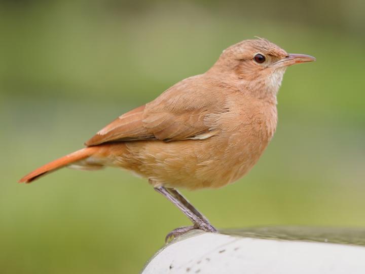 Rufous Hornero