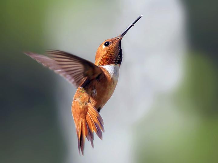 Rufous Hummingbird