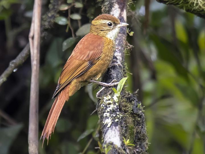 Ruddy Treerunner