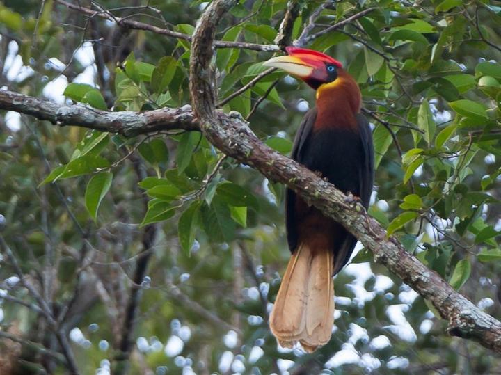 Rufous Hornbill