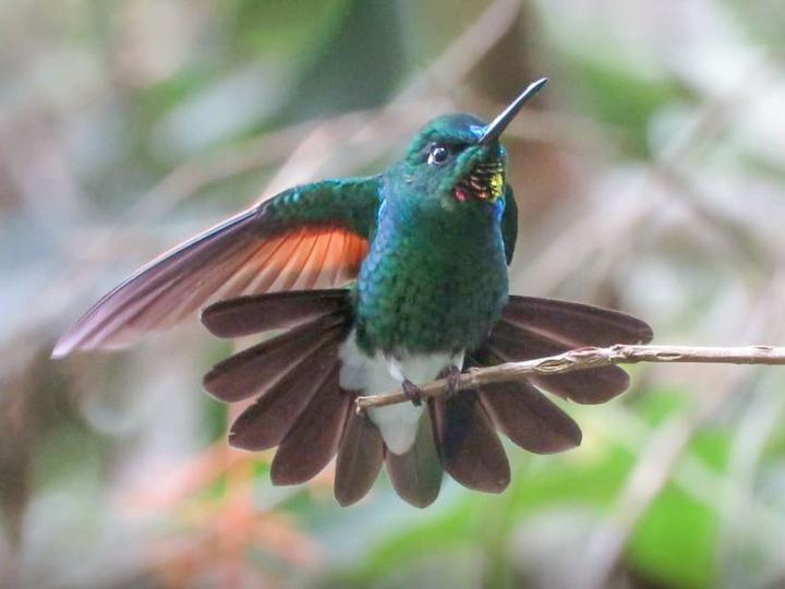 Rufous-webbed Brilliant