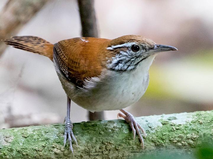 Rufous-and-white Wren