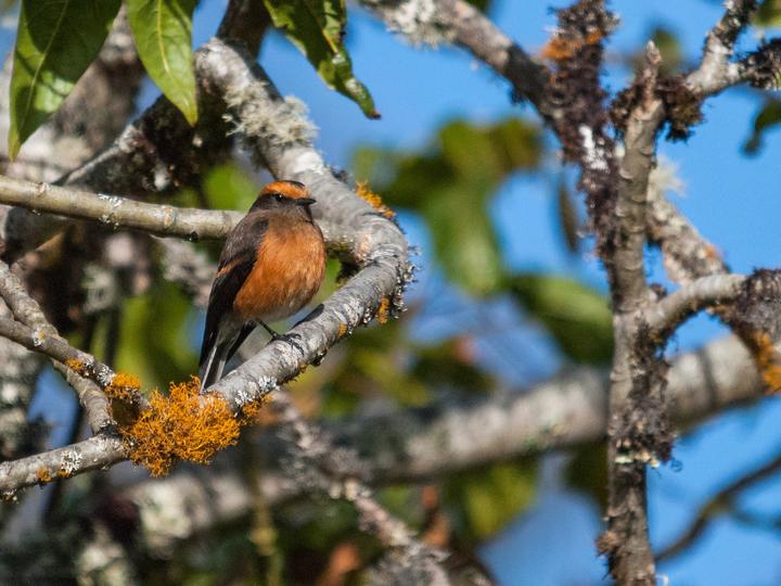 Rufous-browed Chat-Tyrant