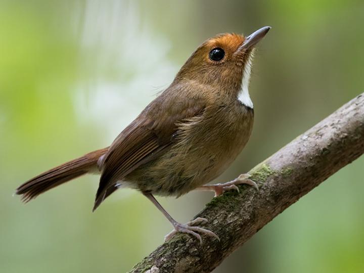 Rufous-browed Flycatcher