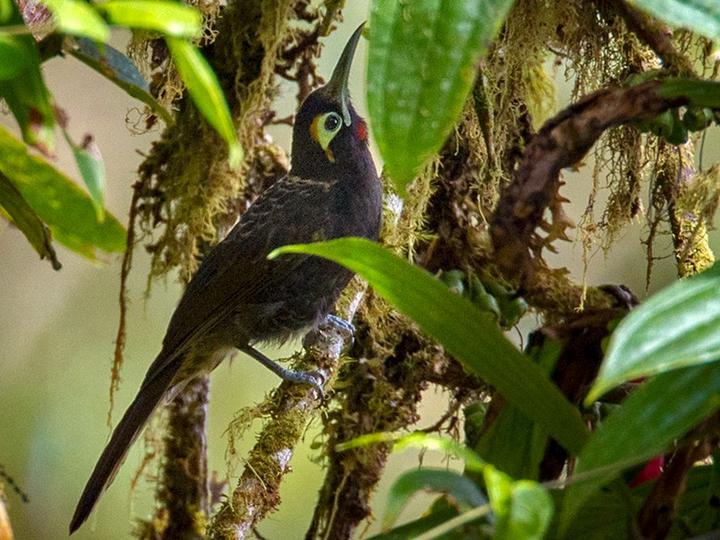 Cinnamon-browed Melidectes