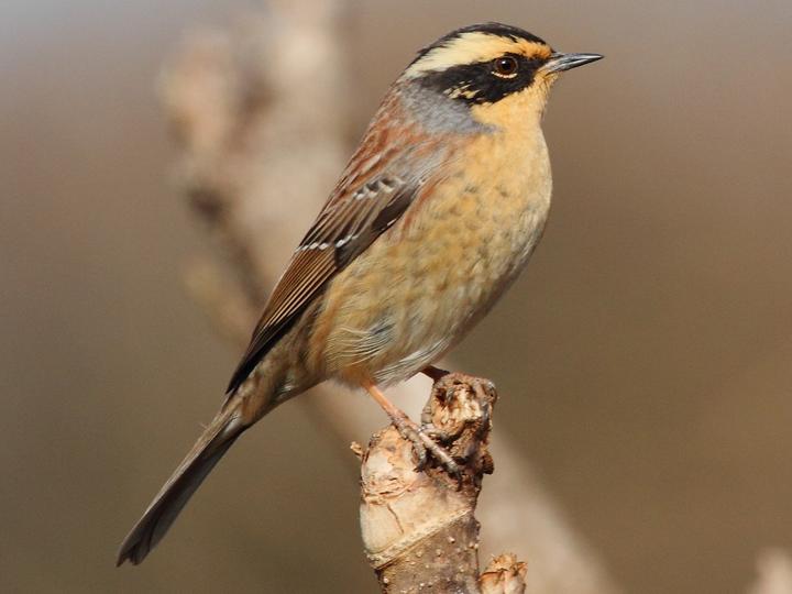 Siberian Accentor