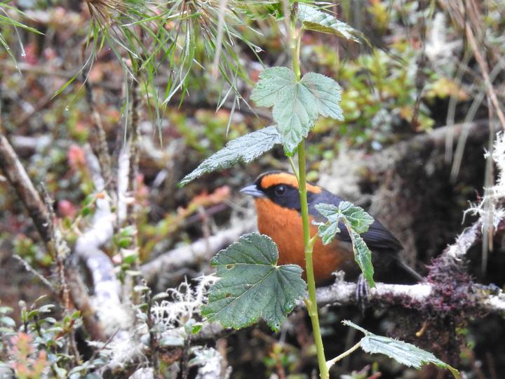 Rufous-browed Hemispingus