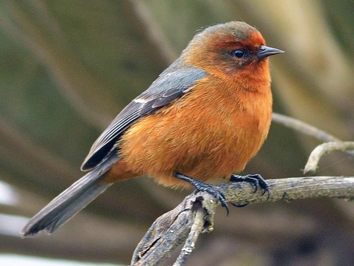 Rufous-browed Conebill