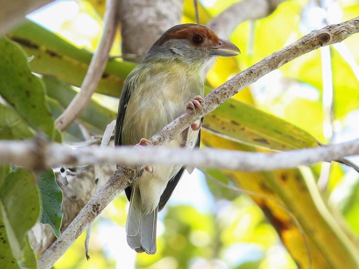 Rufous-browed Peppershrike