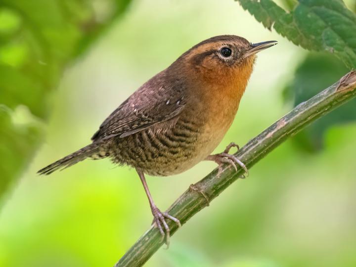 Rufous-browed Wren