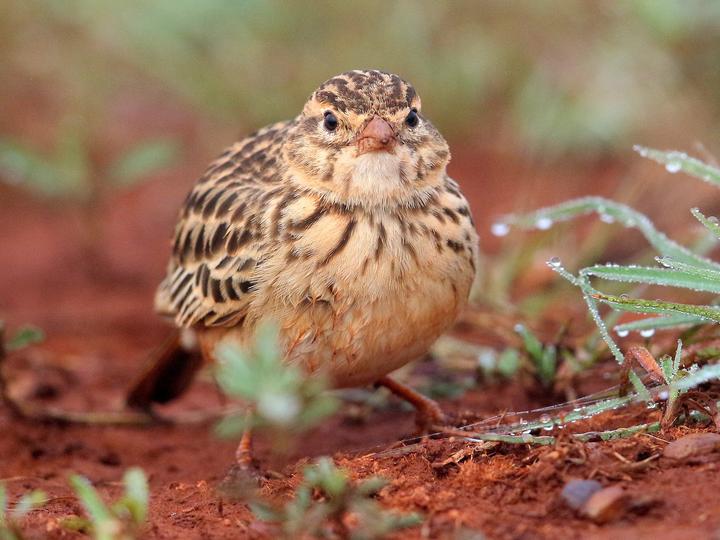 Somali Short-toed Lark