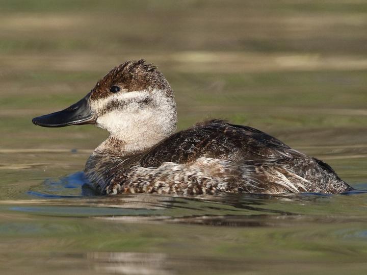 Ruddy Duck