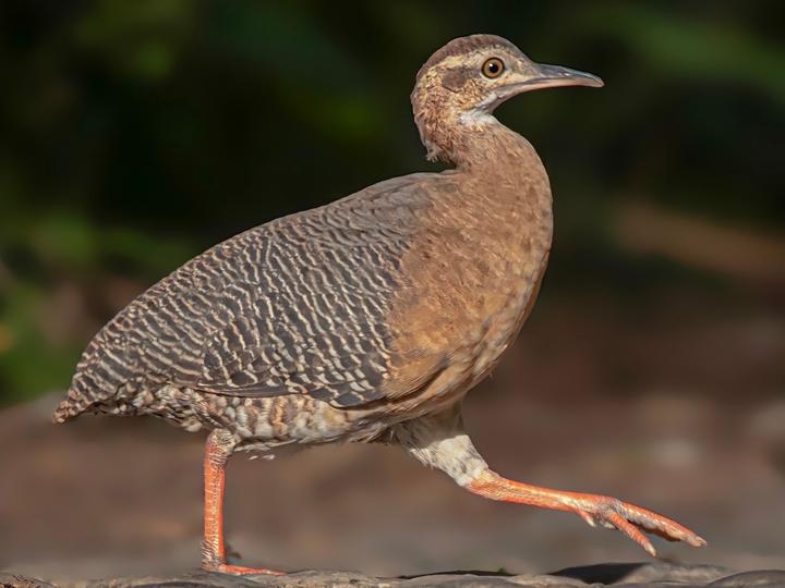 Thicket Tinamou