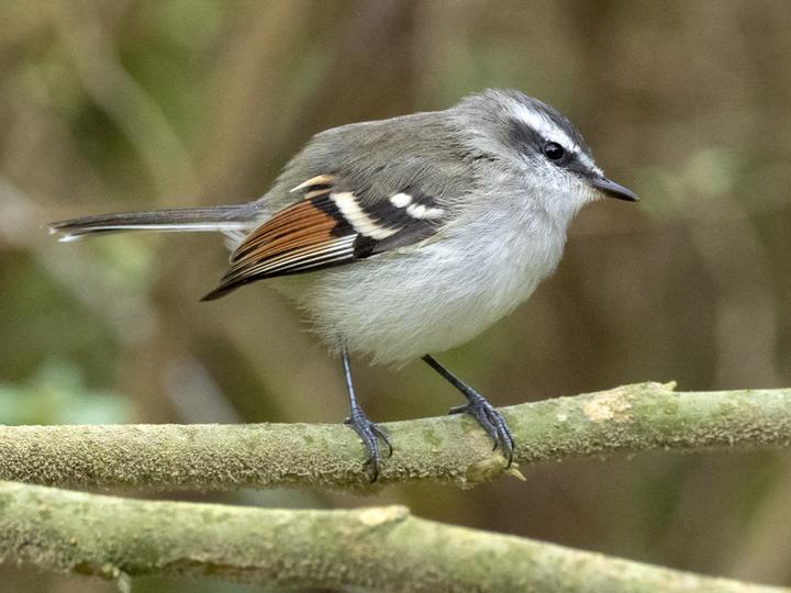 Rufous-winged Tyrannulet