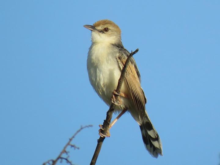 Rufous-winged Cisticola