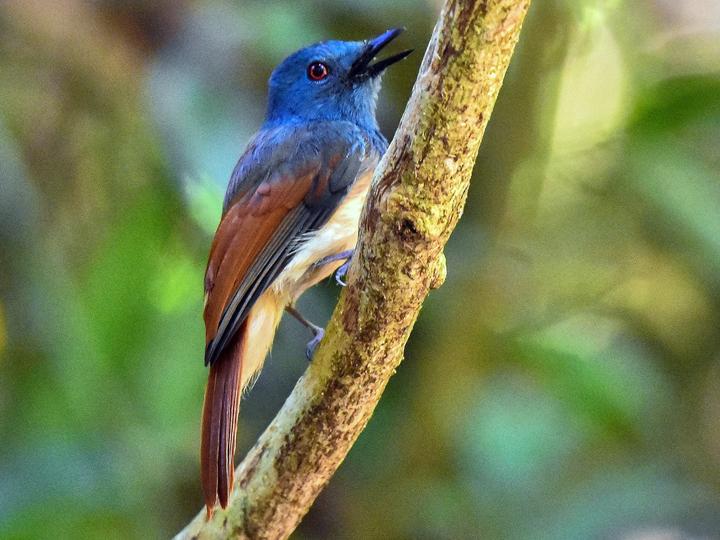 Rufous-winged Philentoma
