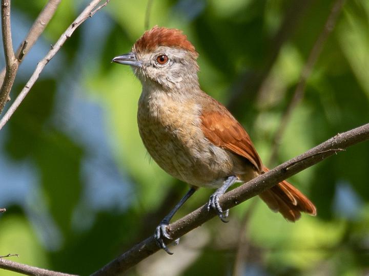 Rufous-winged Antshrike