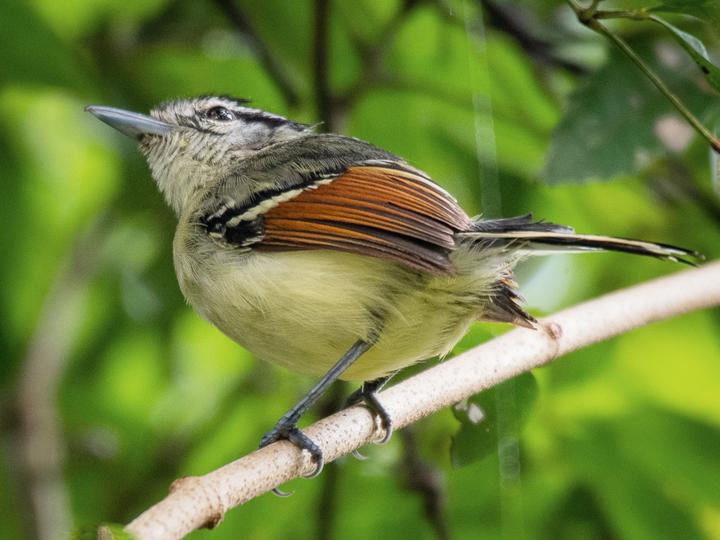 Rufous-margined Antwren