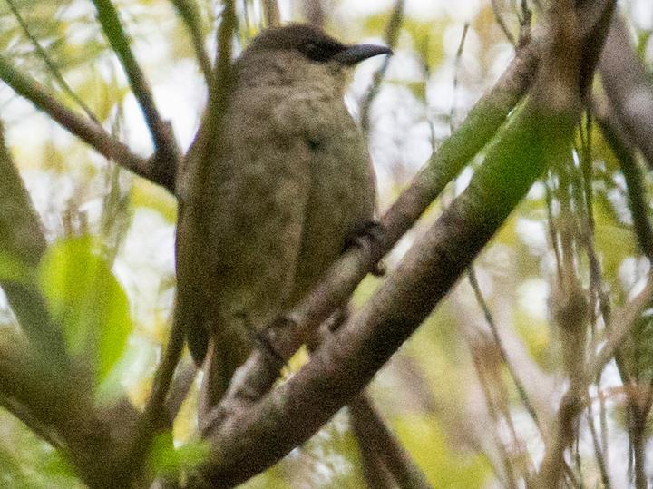 Rusty-winged Starling