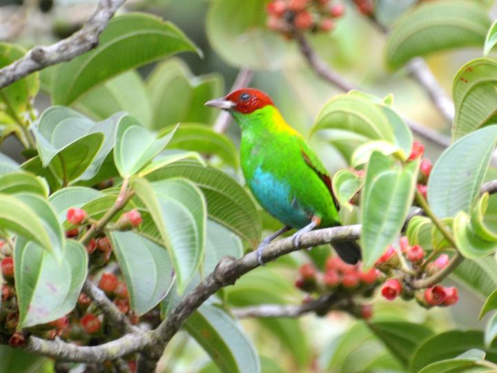 Rufous-winged Tanager