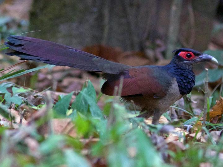 Rufous-winged Ground Cuckoo