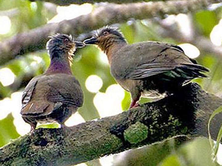 Tawitawi Brown Dove